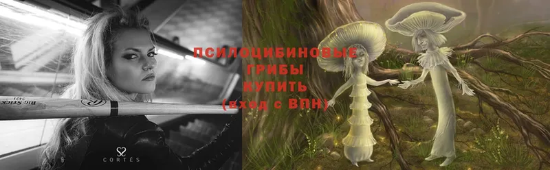 где продают   Кукмор  Псилоцибиновые грибы Psilocybe 